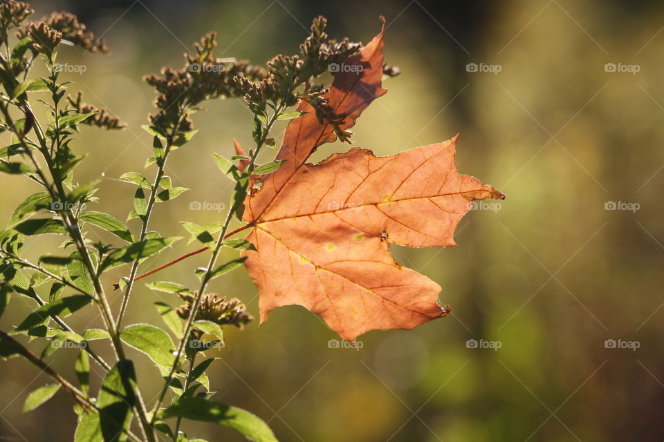 Fallen maple leaf in dawn