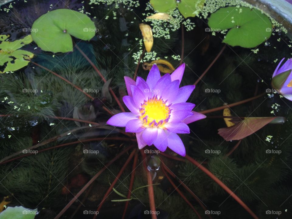 purple lotus