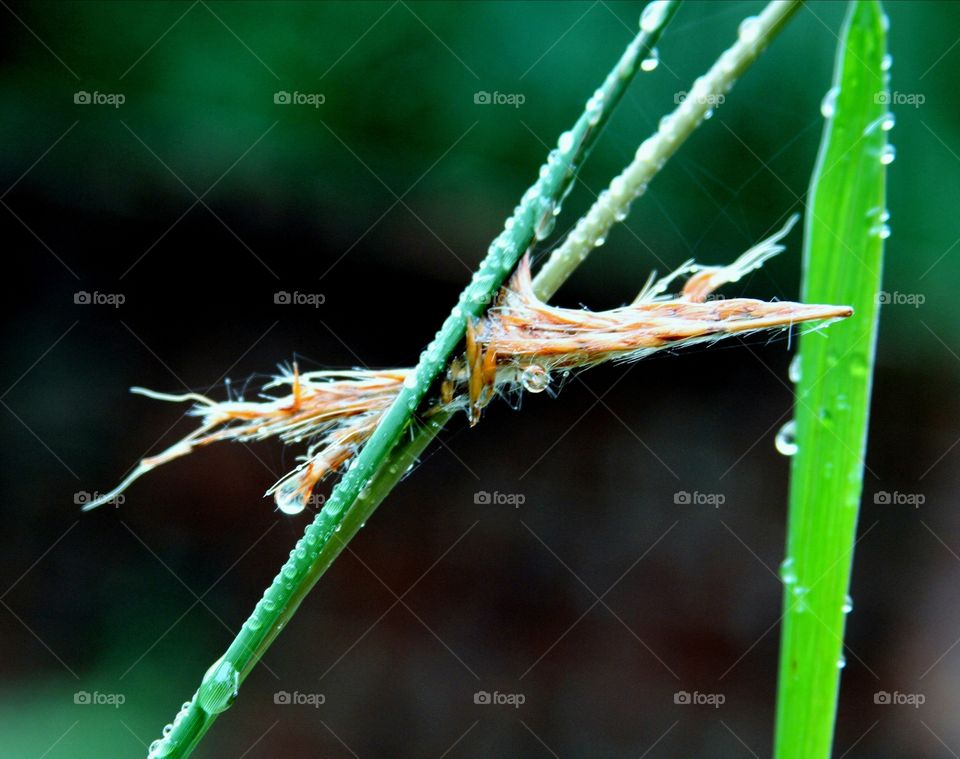 in the rain.  grass and seeds covered in raindrops.