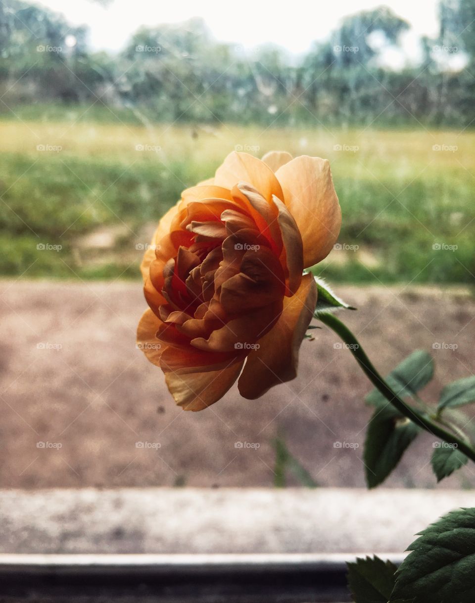 Orange rose in bloom 