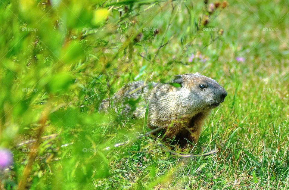 A ground hog 