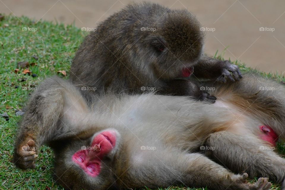 Grooming macaques