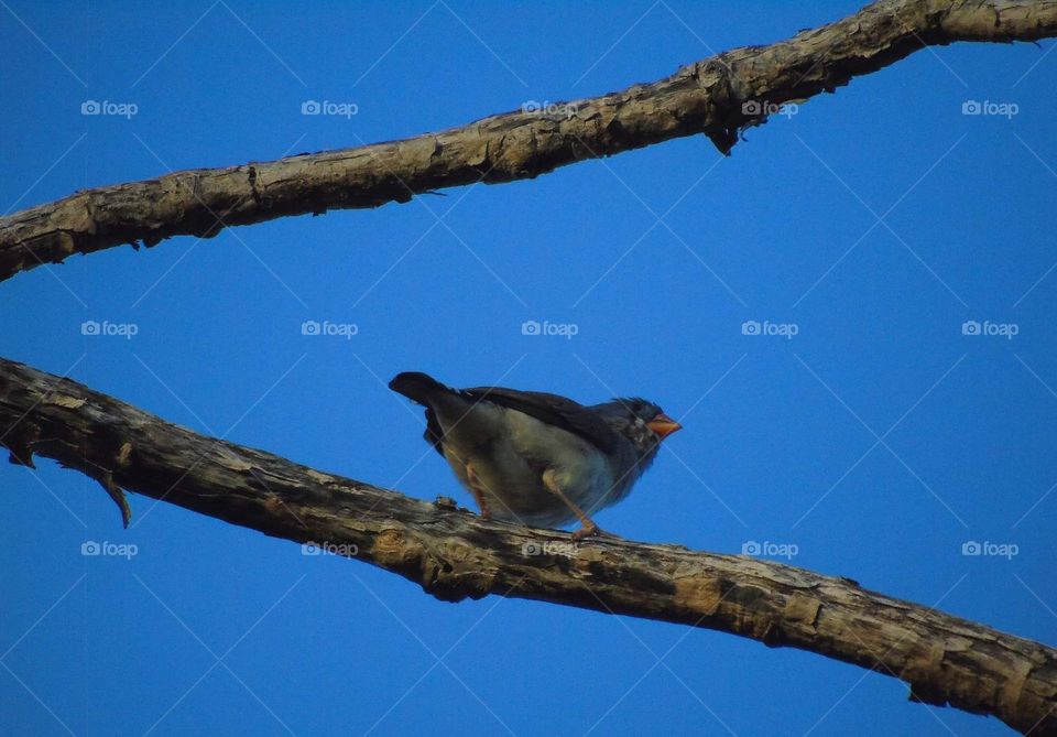 The female one bird captured . Identify for the female of timor zebra finch. Small , bigger than honey sun - bird on size . The bird's on grouping well in size at the low level of sea .