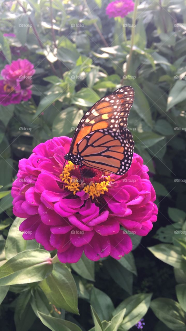 Nature, Flower, Garden, Summer, Flora