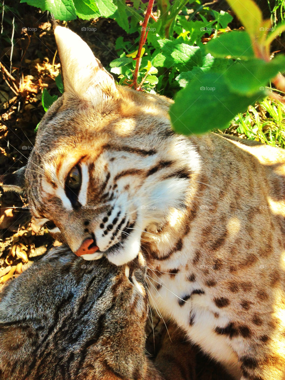 Wild Bobcat
