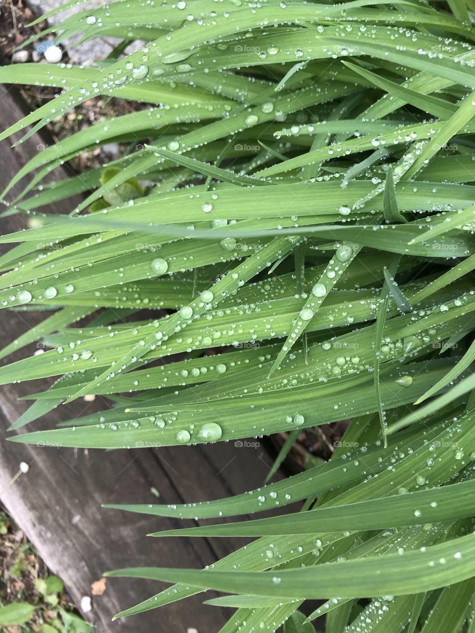 Spring rain 