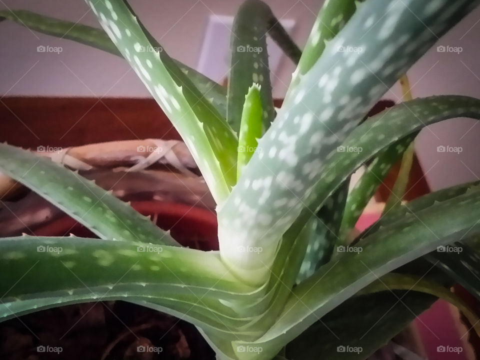 Aloe Vera