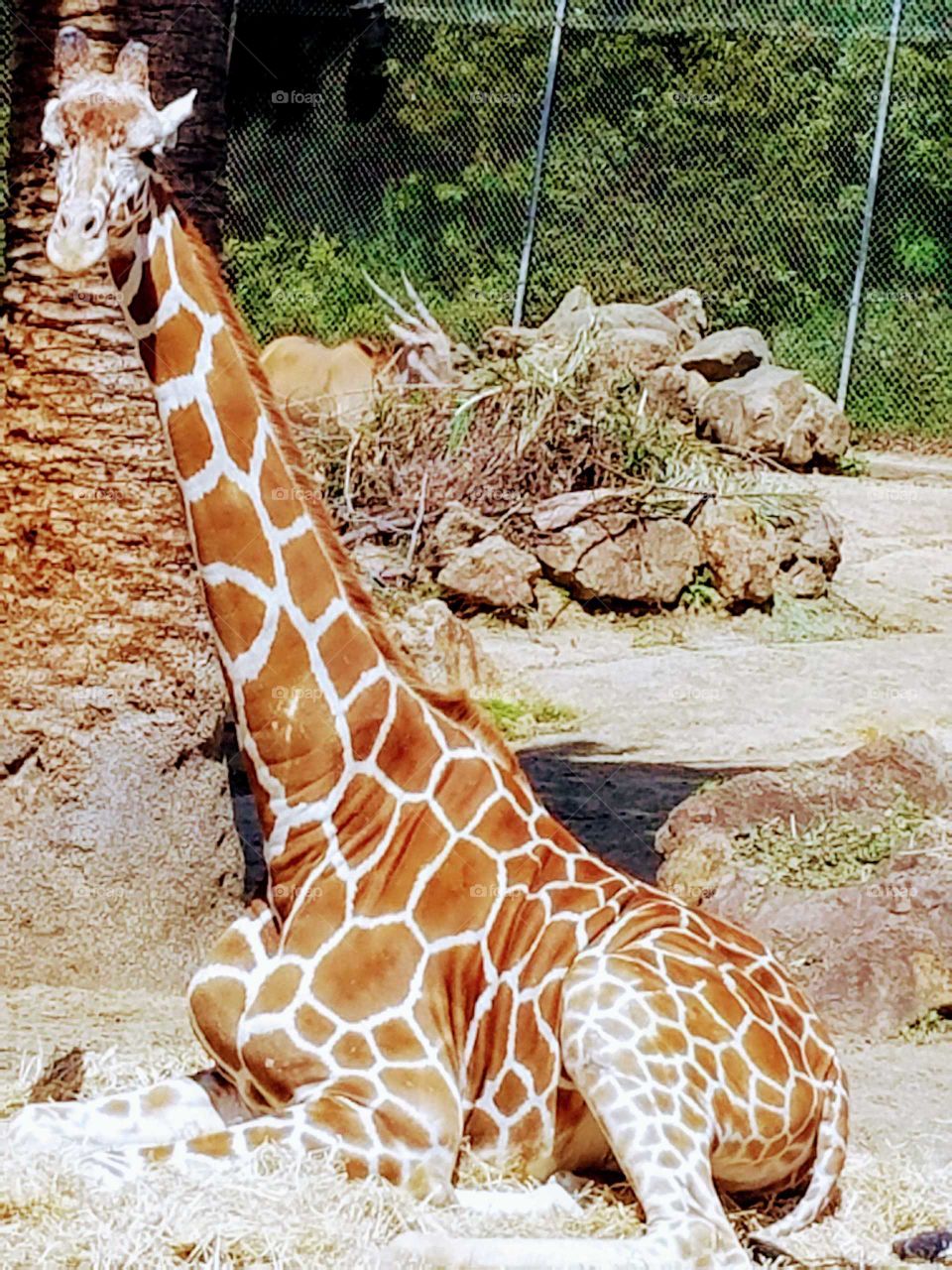 Giraffe Patern