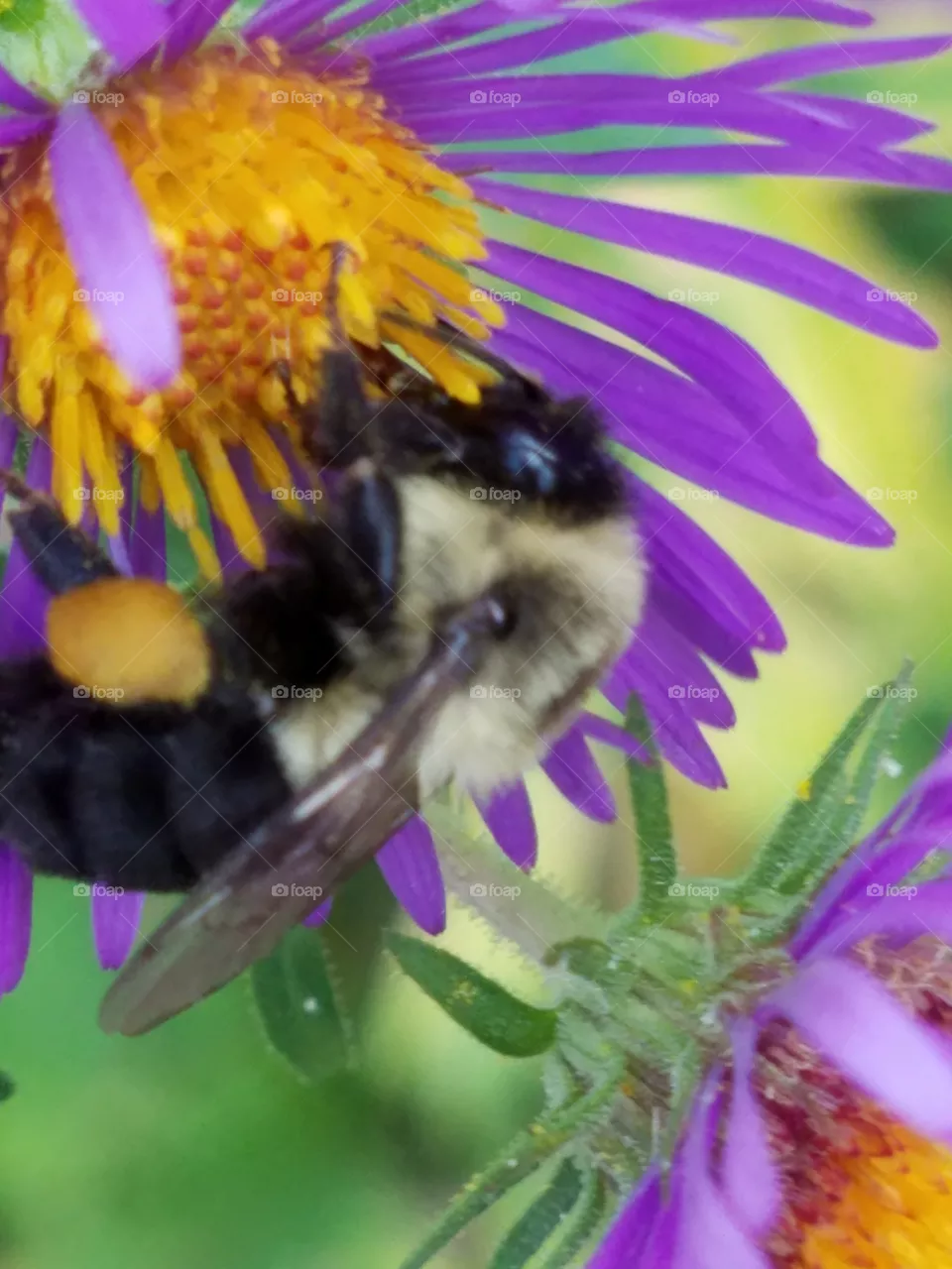 Bumblebee