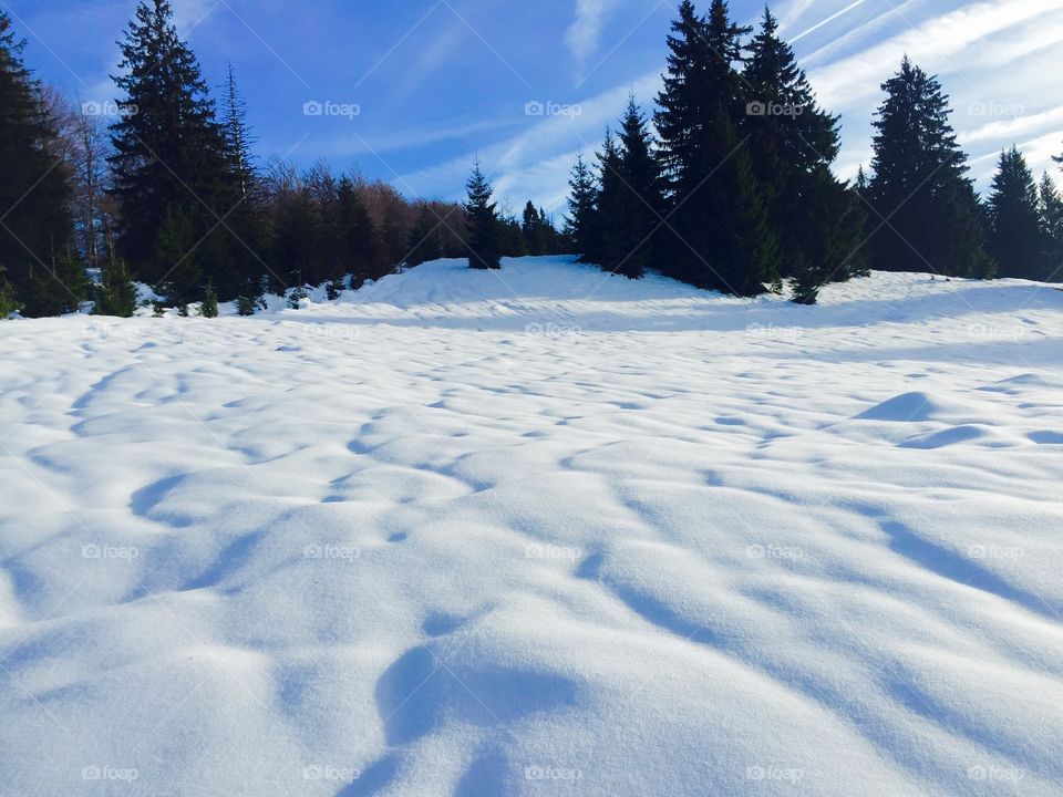 Snow covered landscape in forest