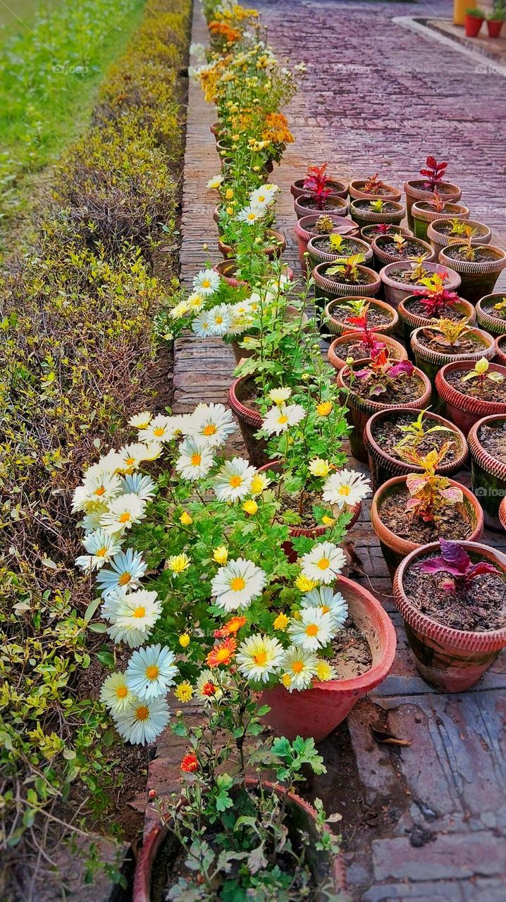 Wow, those potted plants and flowers look absolutely lovely.The way they're arranged on the brick walkway adds such a charming touch to the surroundings. It must be such a peaceful and beautiful spot.