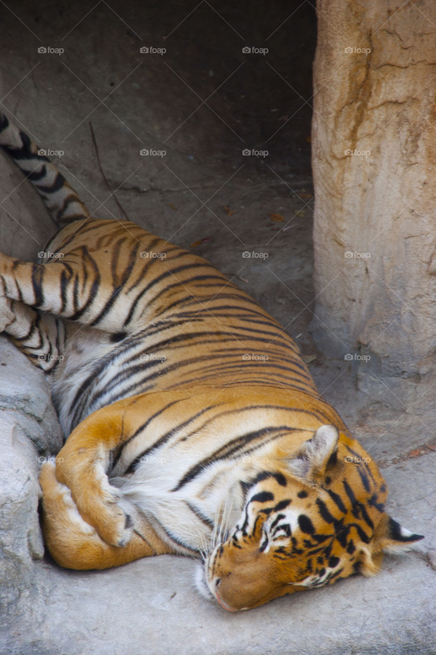 THE BENGAL TIGER IN PATTAYA THAILAND