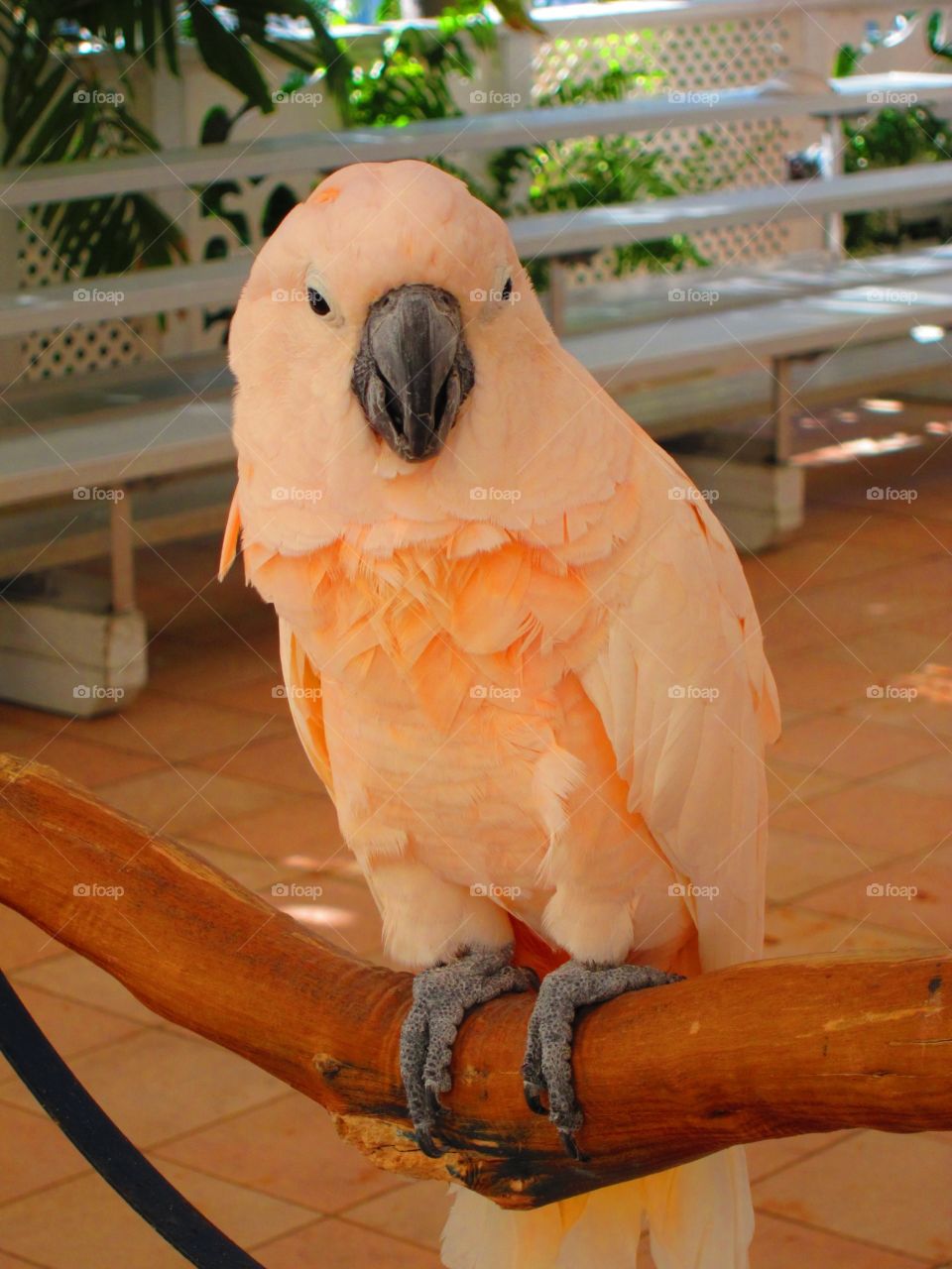 Cockatoo