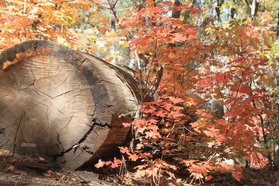 Fallen tree in autumn woods