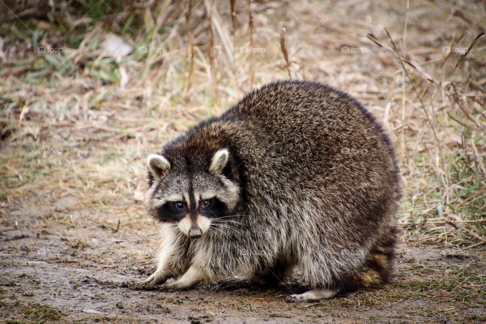 Cute raccoon