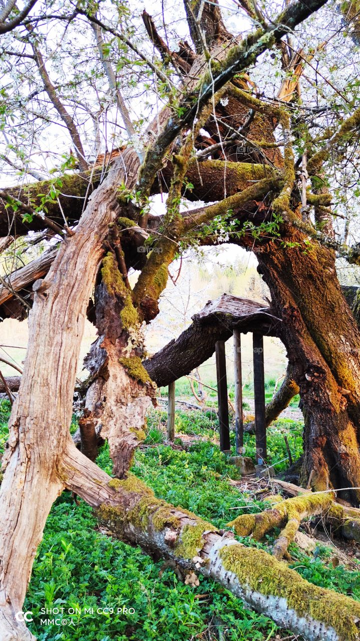 trees and forest series