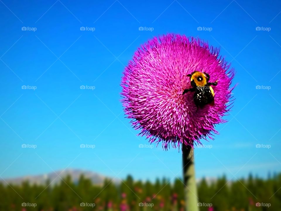 wildflower  and bee