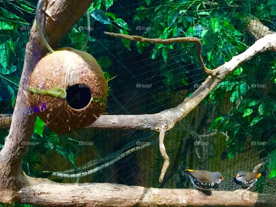 It was really amazing watching these little birdies.they were both in opposite direction of the tree branch.. They were tweeting at each other came closer and closer and kissed. Have a look in my other photos ๐