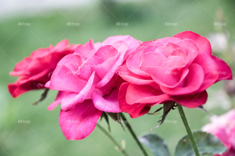 Close-up of pink rose