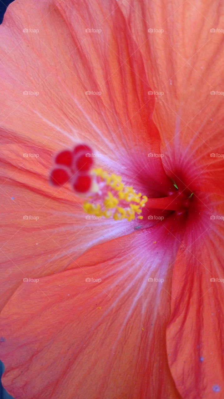 Hibiscus flower