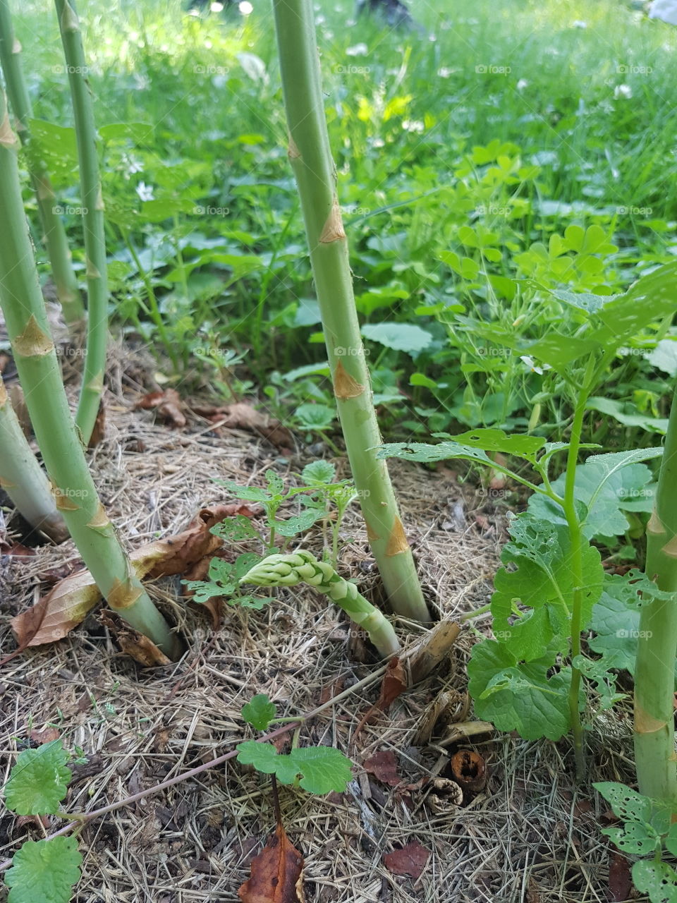 Overgrown asparagus