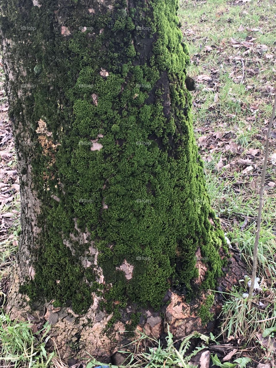 Tree with moss