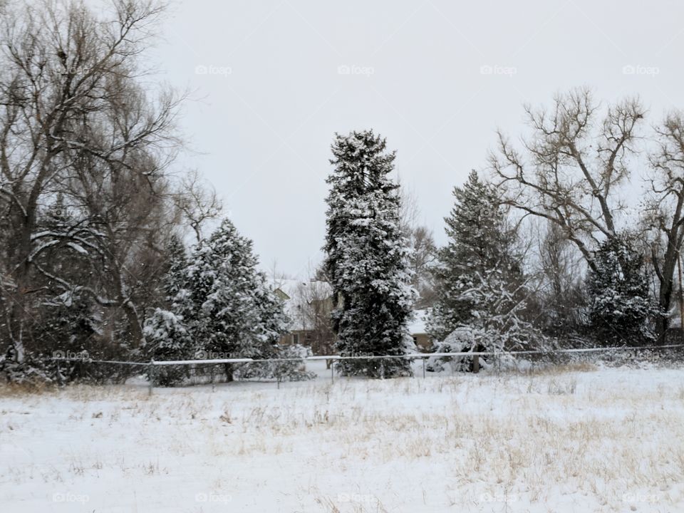 Snow coating trees