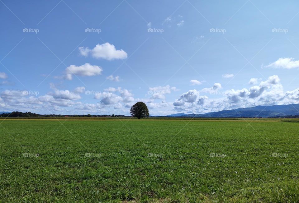 Lonely tree