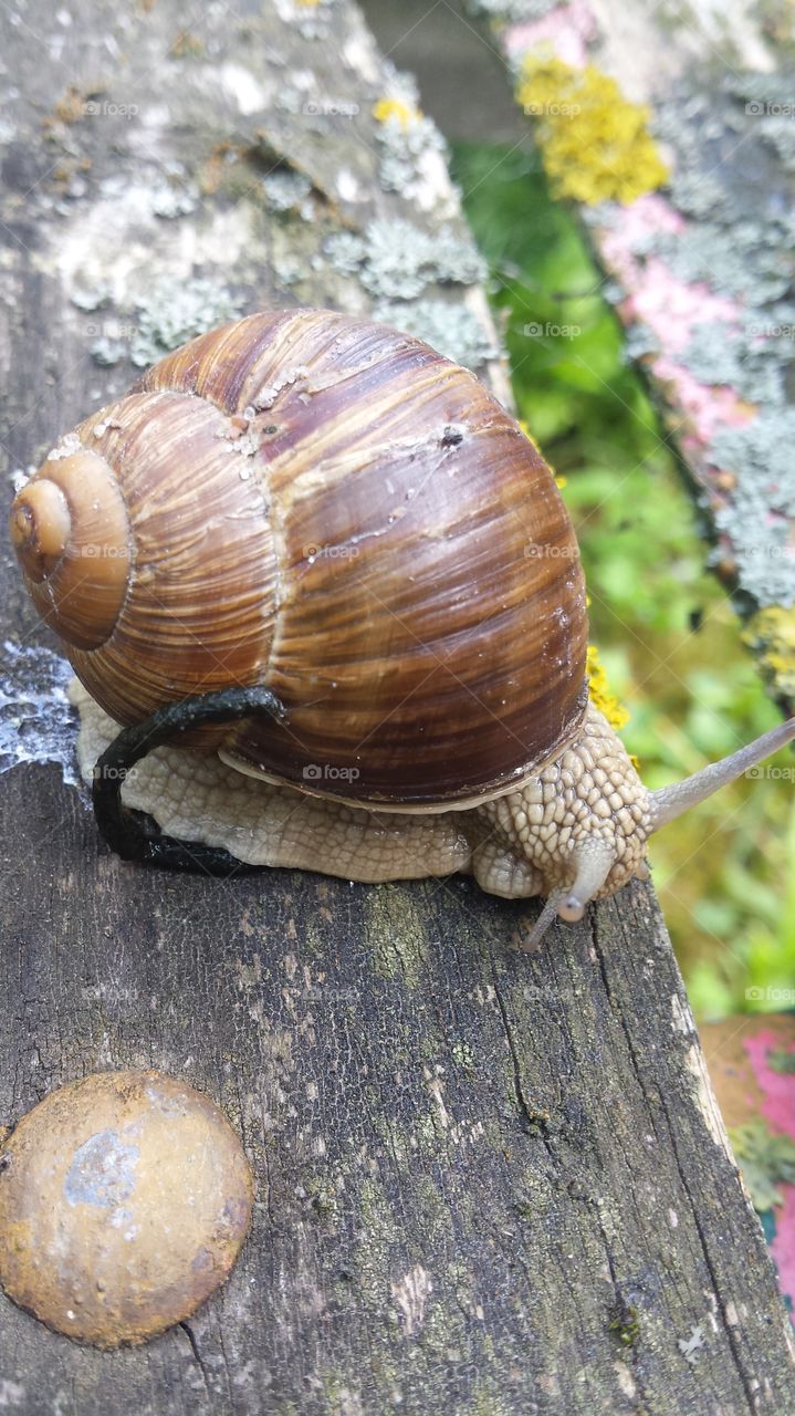 snail defect