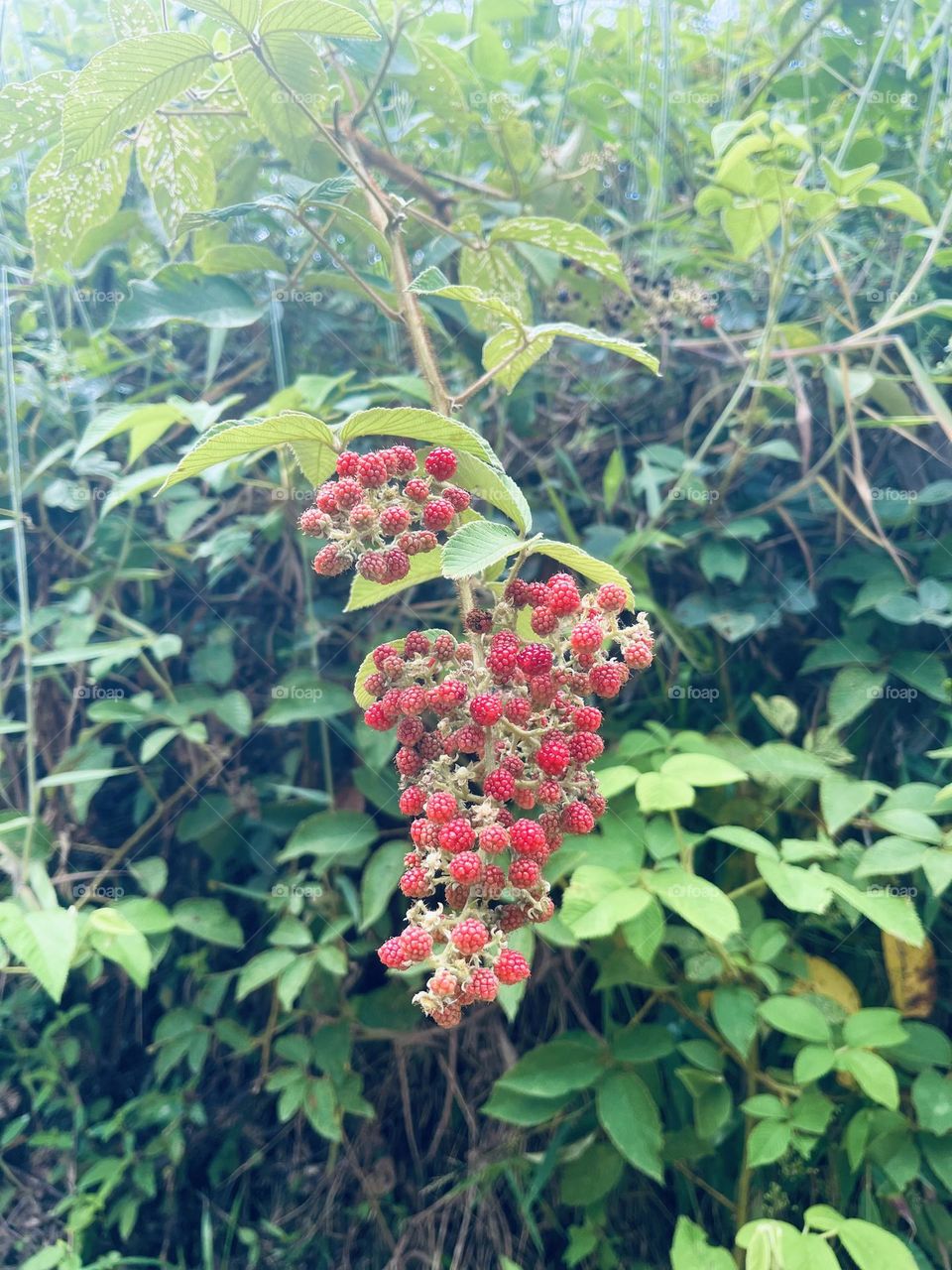A blackberry or mulberry tree