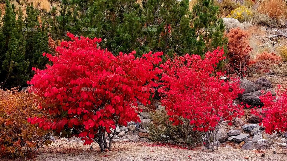 scarlet bushes and green pine trees off a mountain trail on a cloudy autumn afternoon