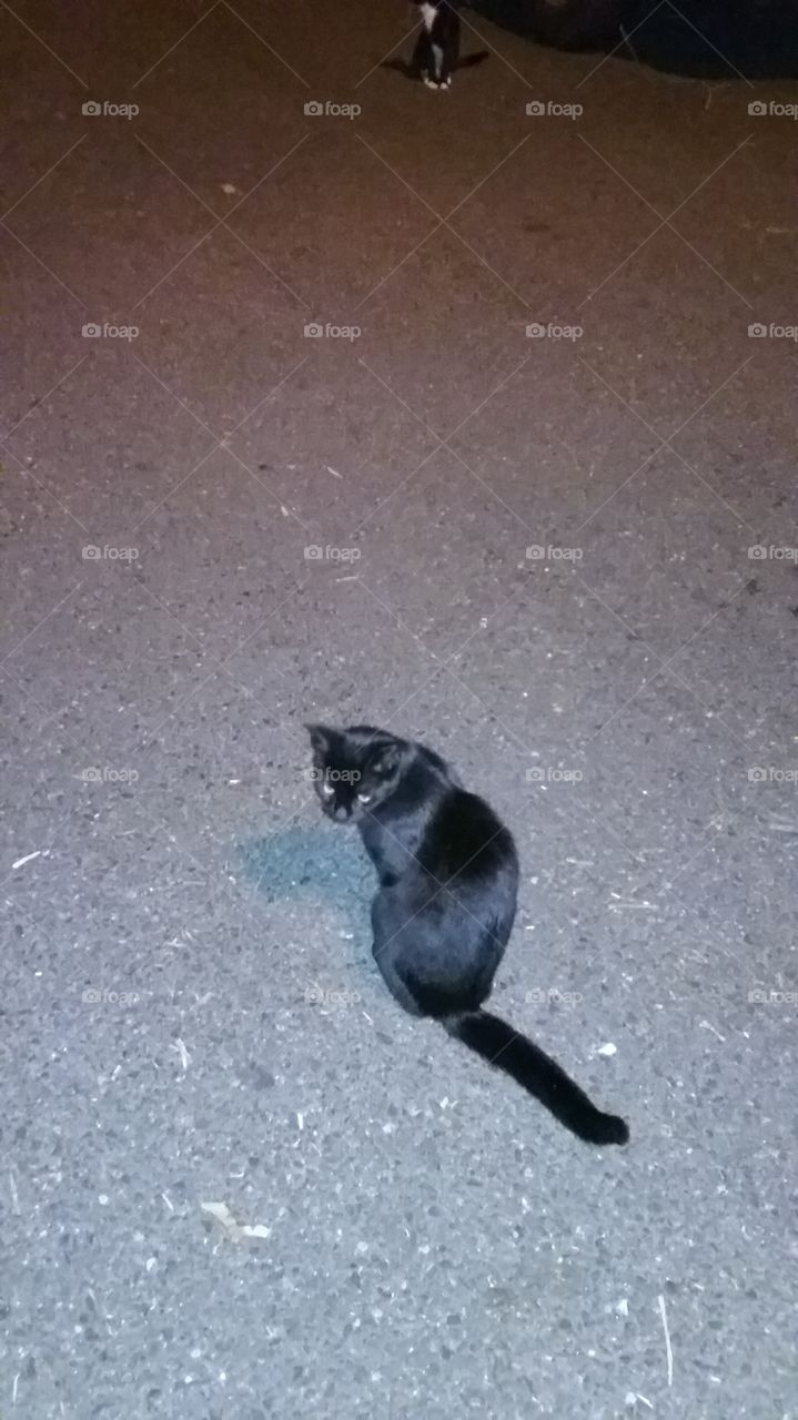 Black cat on blacktop