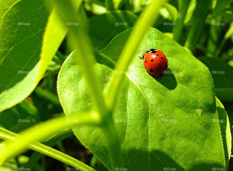 The Ladybug