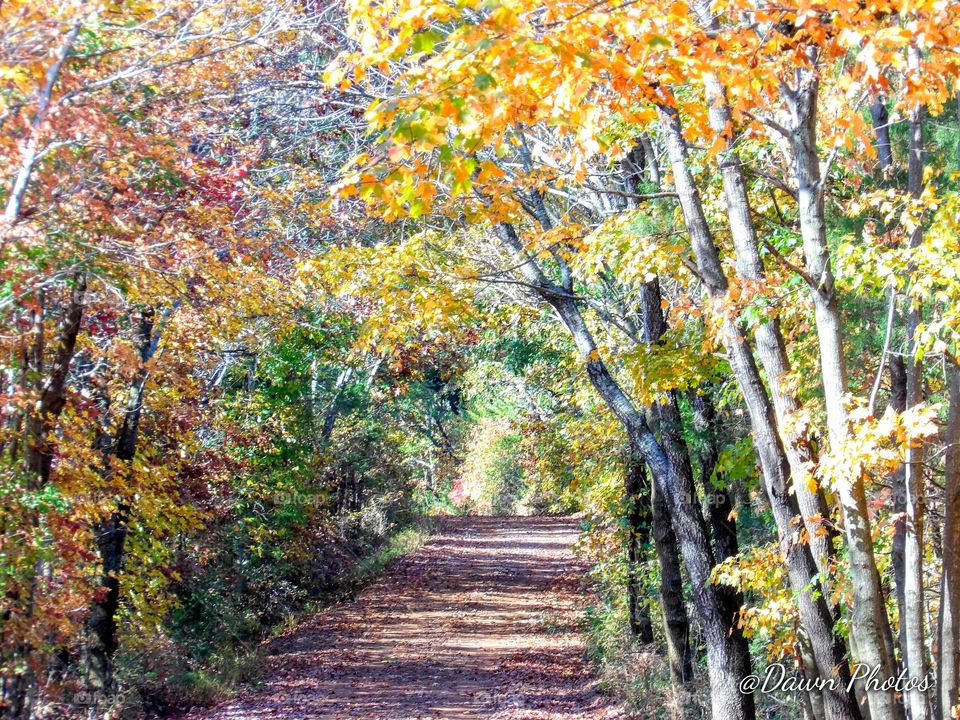 Madison County Fall Path