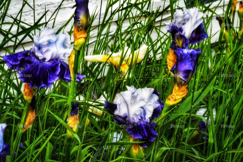 Purple Iris