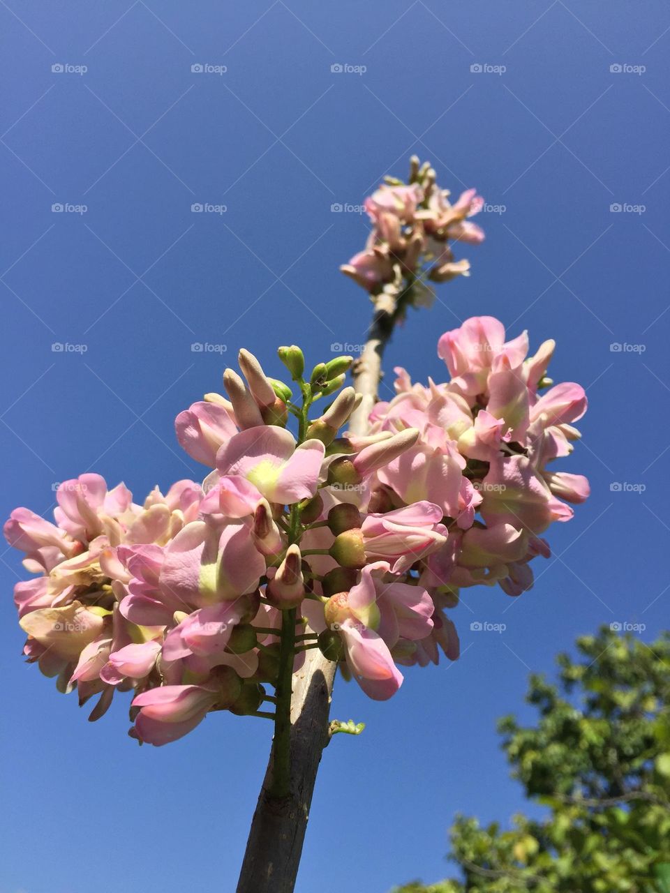 This is a madre de cacao tree, it blooms perfectly pinkish in a sunny weather. 