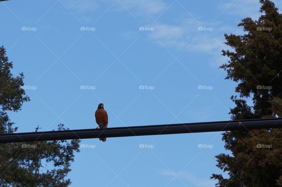 Robin redbreast on a wire