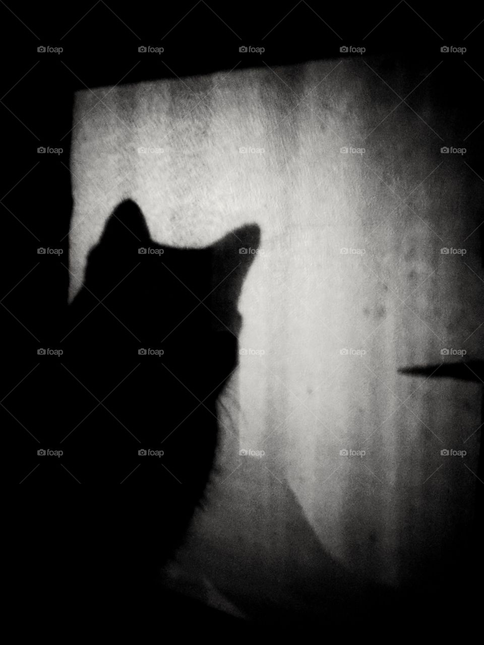 Shadow of cat in window.