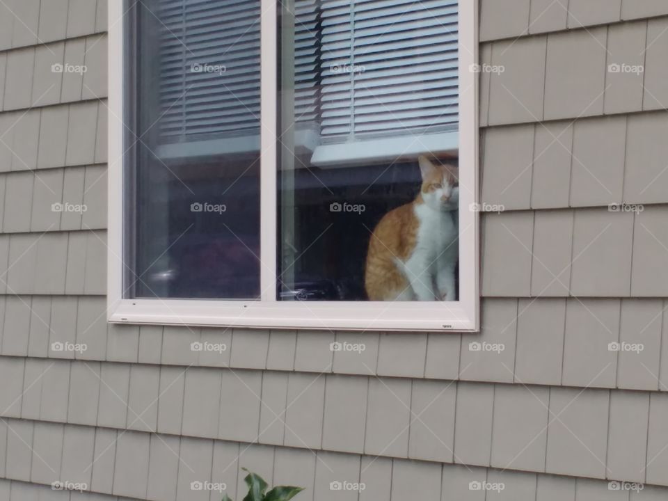 kitty in the window