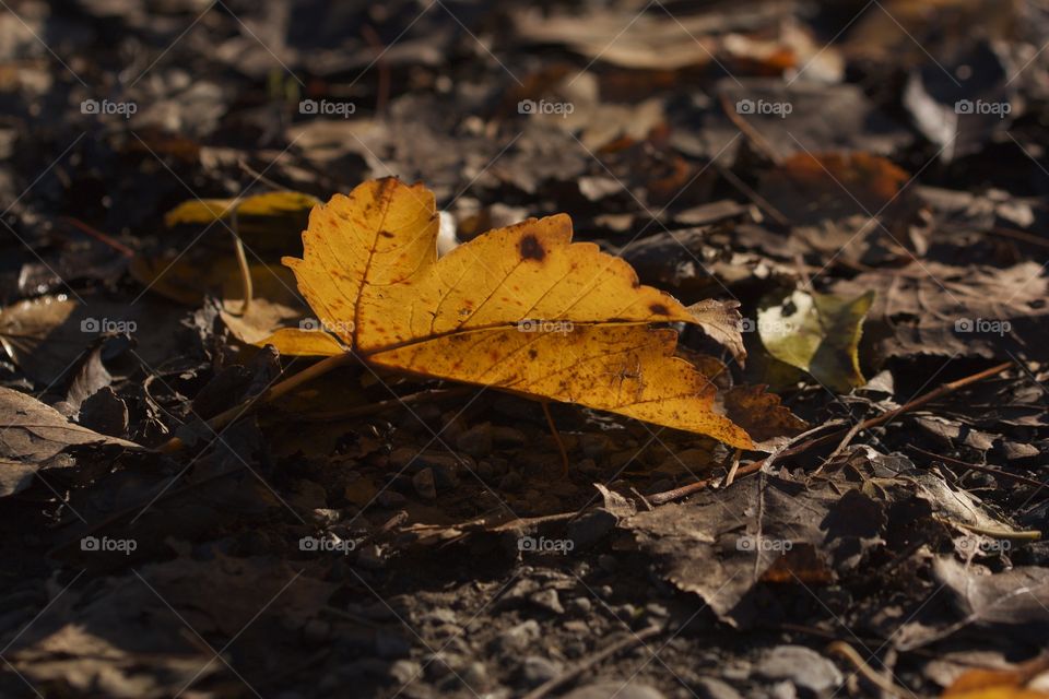 Autumn leaves. Autumn leaves