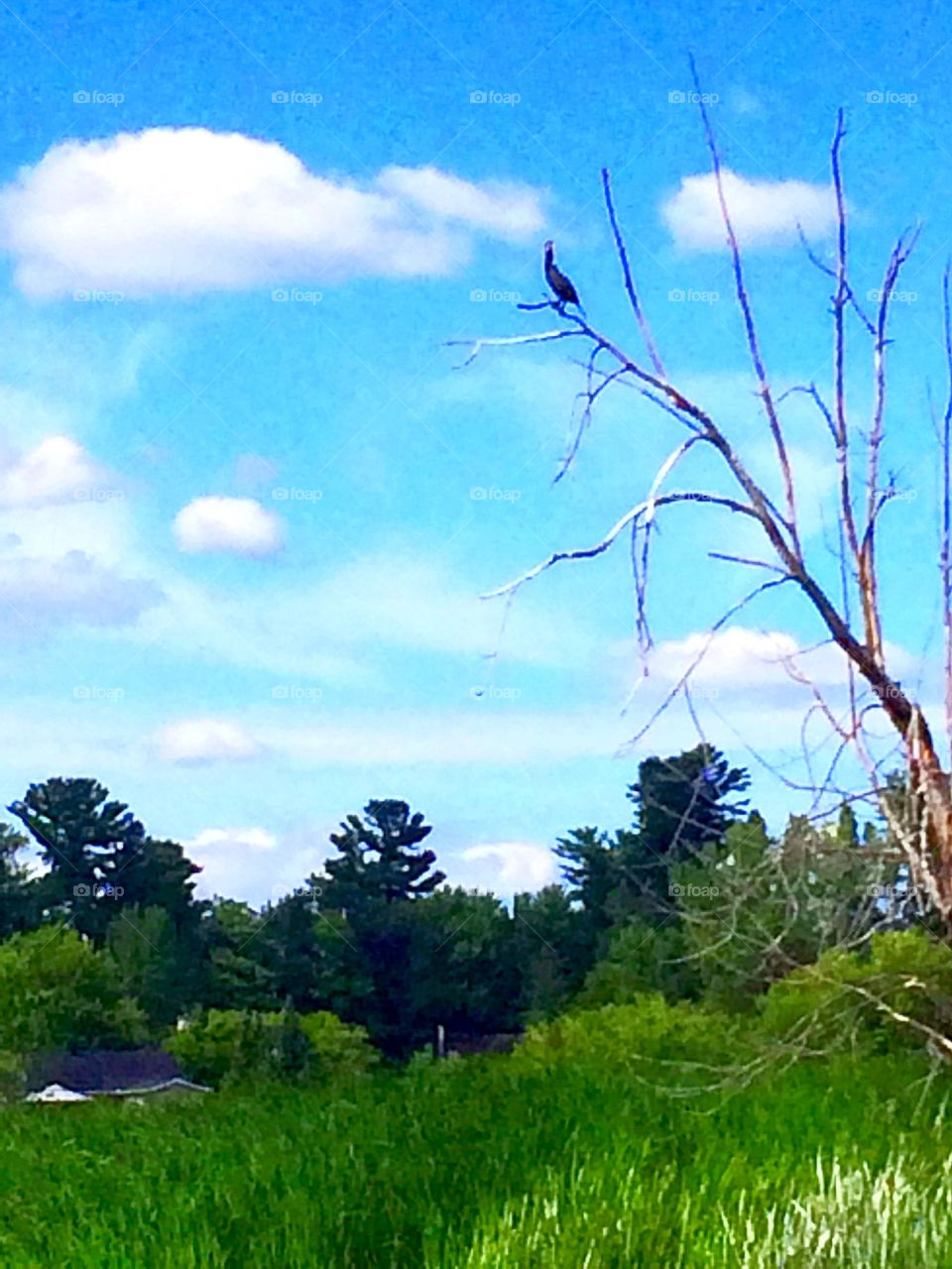 Bird on a branch