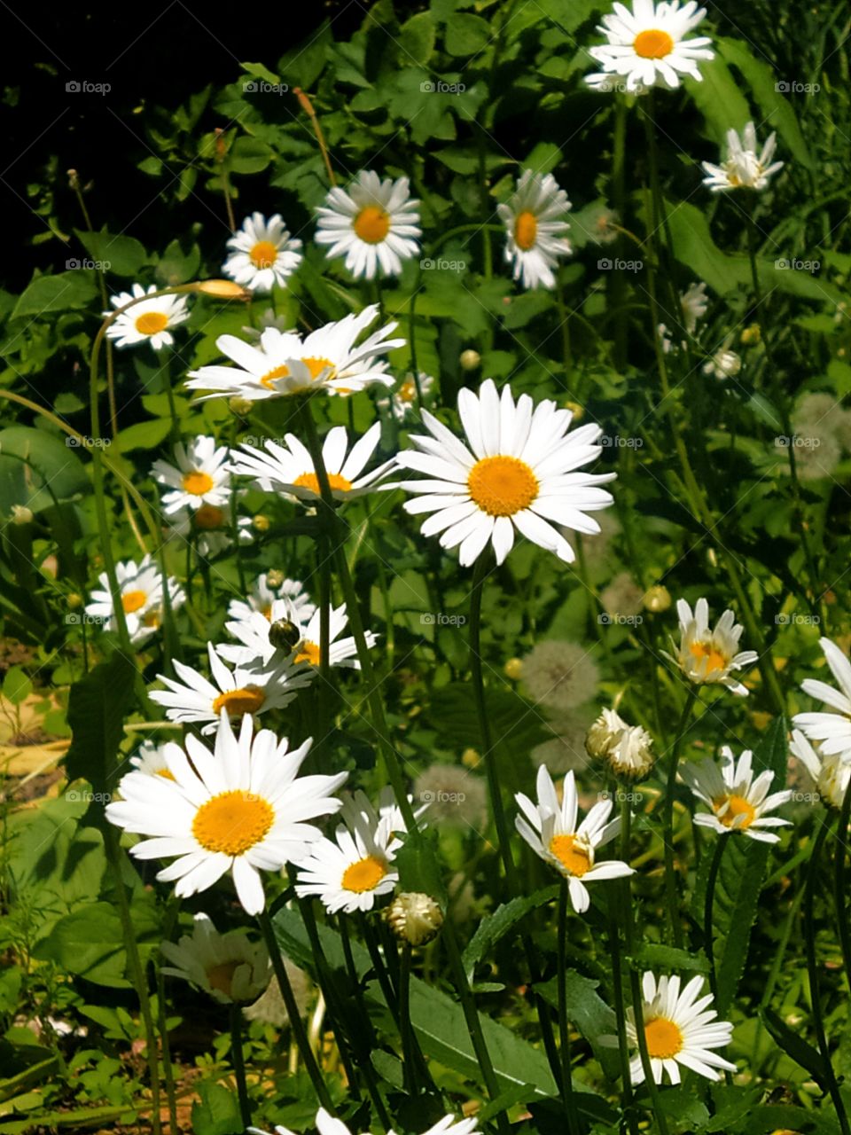 Lots of daisies.  The beauty of white daisies