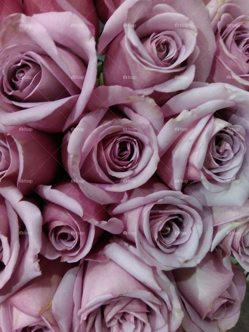 pastel  purple roses