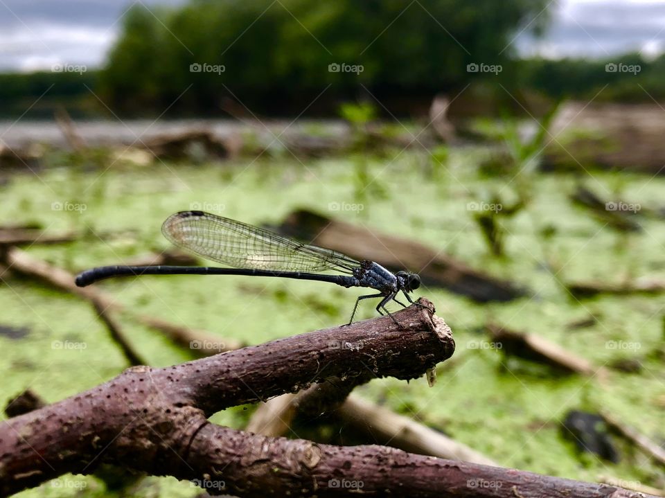 Damselfly perched on stick among floating algae on Susquehanna river