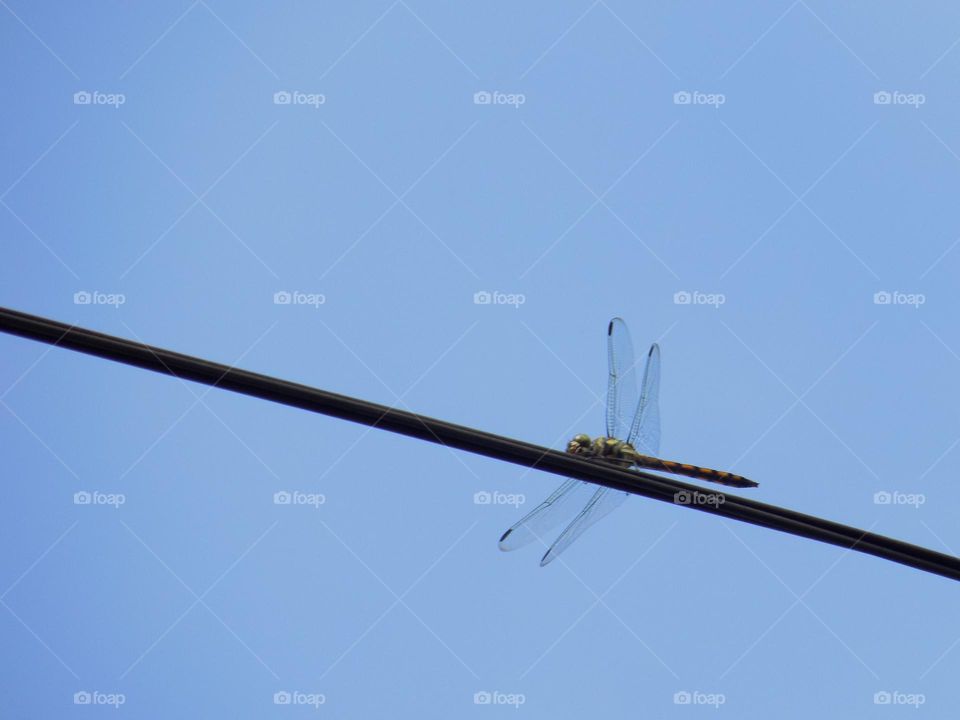 Dragonflies perch on power lines