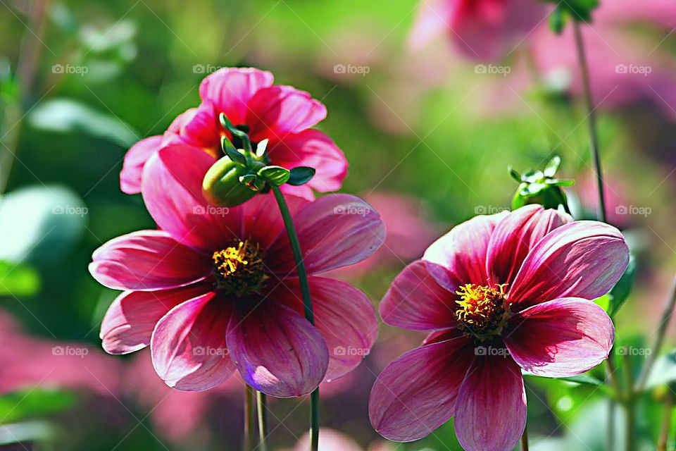 LINDA FLOR NO JARDIM