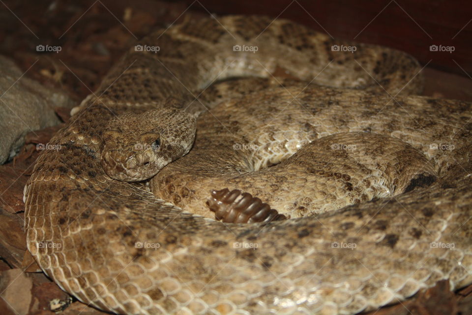 Rattlesnake 