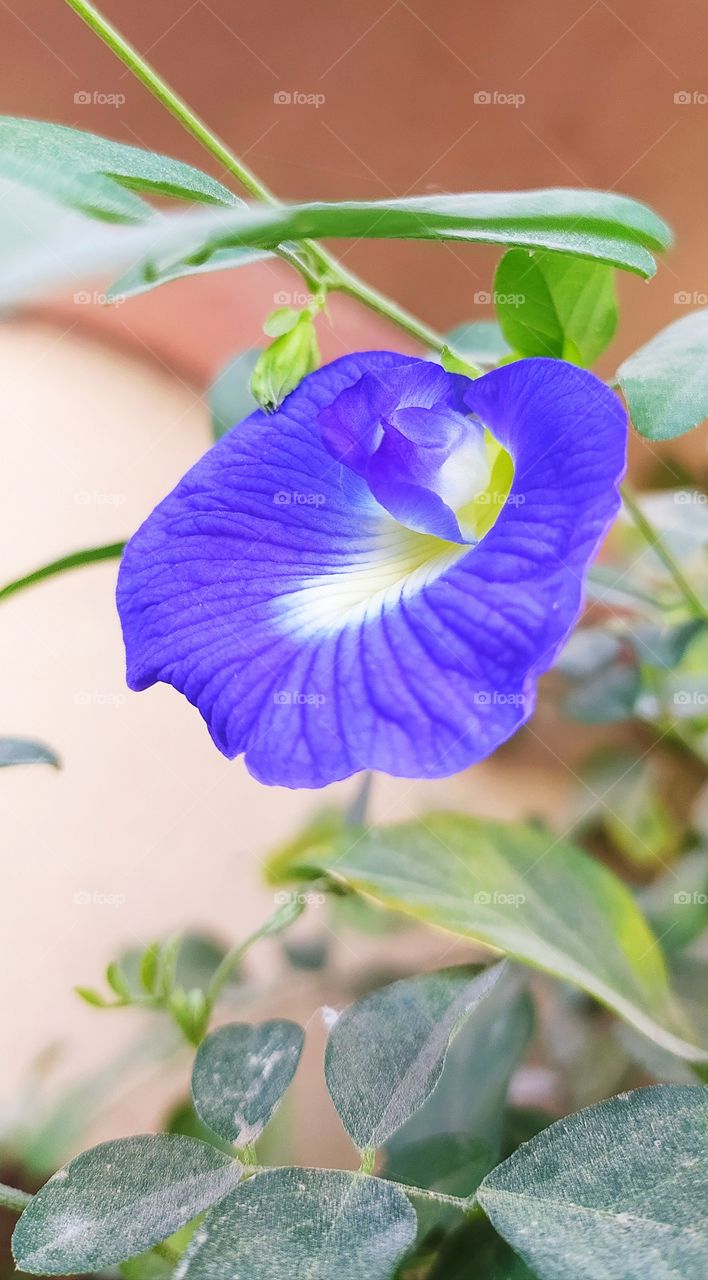 blue and yellow flower