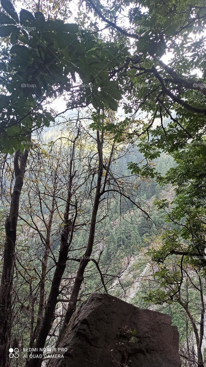 trees natural and sun light