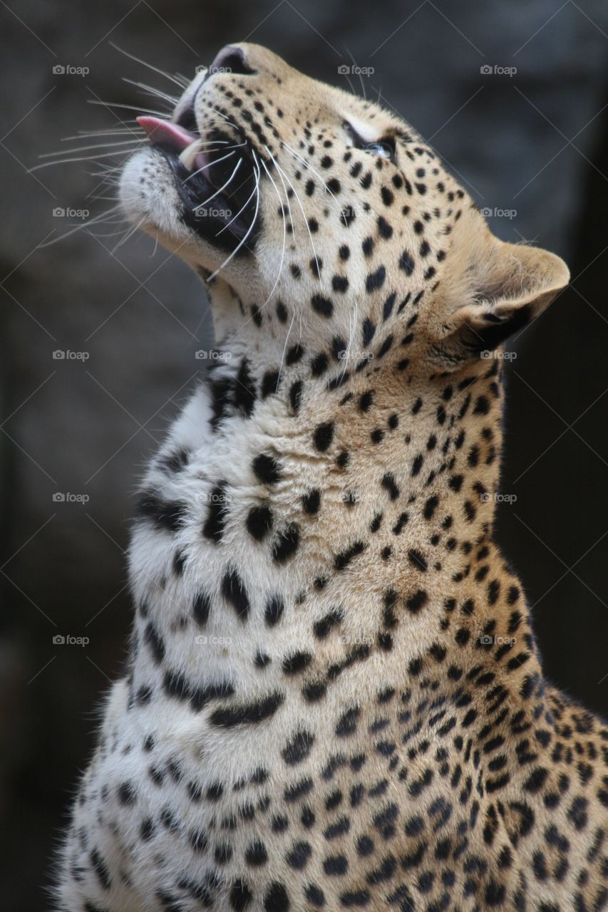 Leopard feed